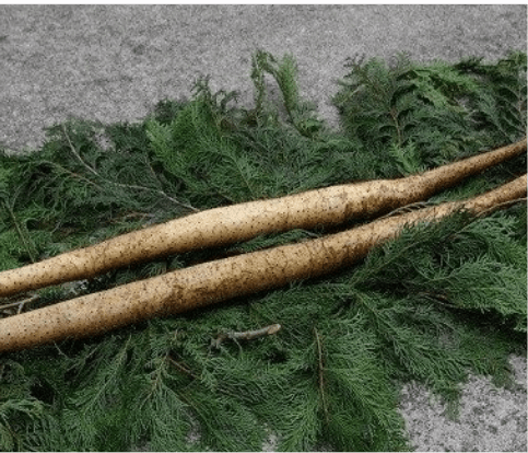 【訳あり】有機(オーガニック) イタリア品種バジル 「イタリアンクラシコ」100g